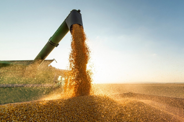 В России ускорилось падение цен на пшеницу — СовЭкон